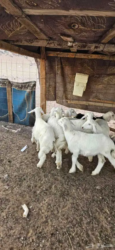 خرفان البيع 0