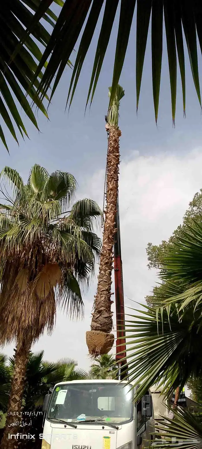يوجد لدينا جميع انواع النخيل العربي وشنطني ج 3 050807466 9