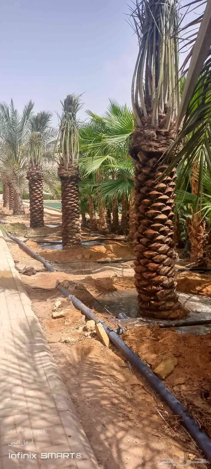 يوجد لدينا جميع انواع النخيل العربي وشنطني ج 3 050807466 7