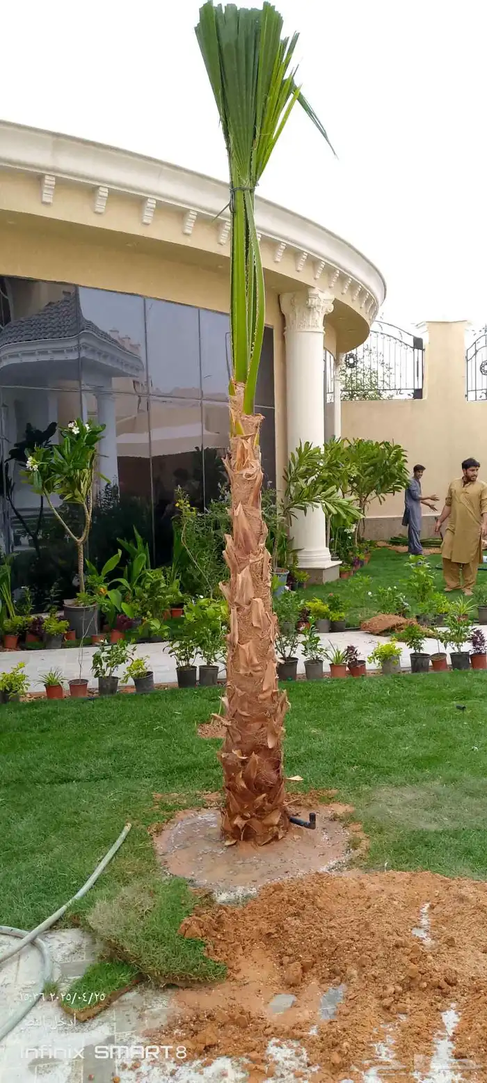 يوجد لدينا جميع انواع النخيل العربي وشنطني ج 3 050807466 8