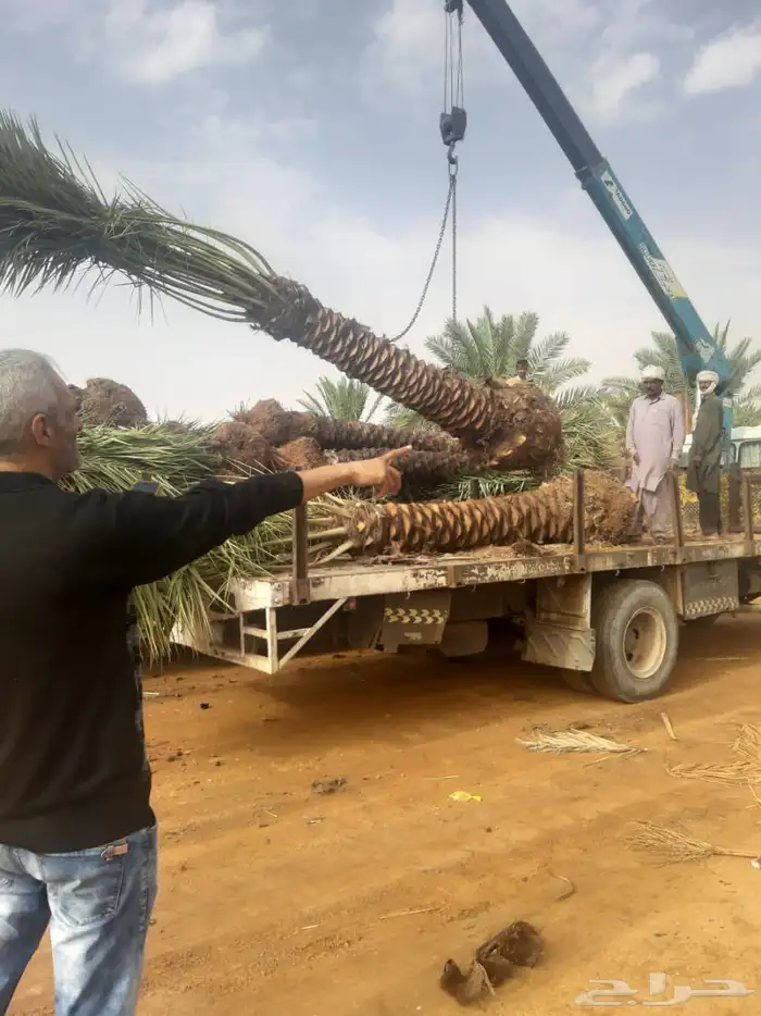 نخل عربي وواشنطني 6