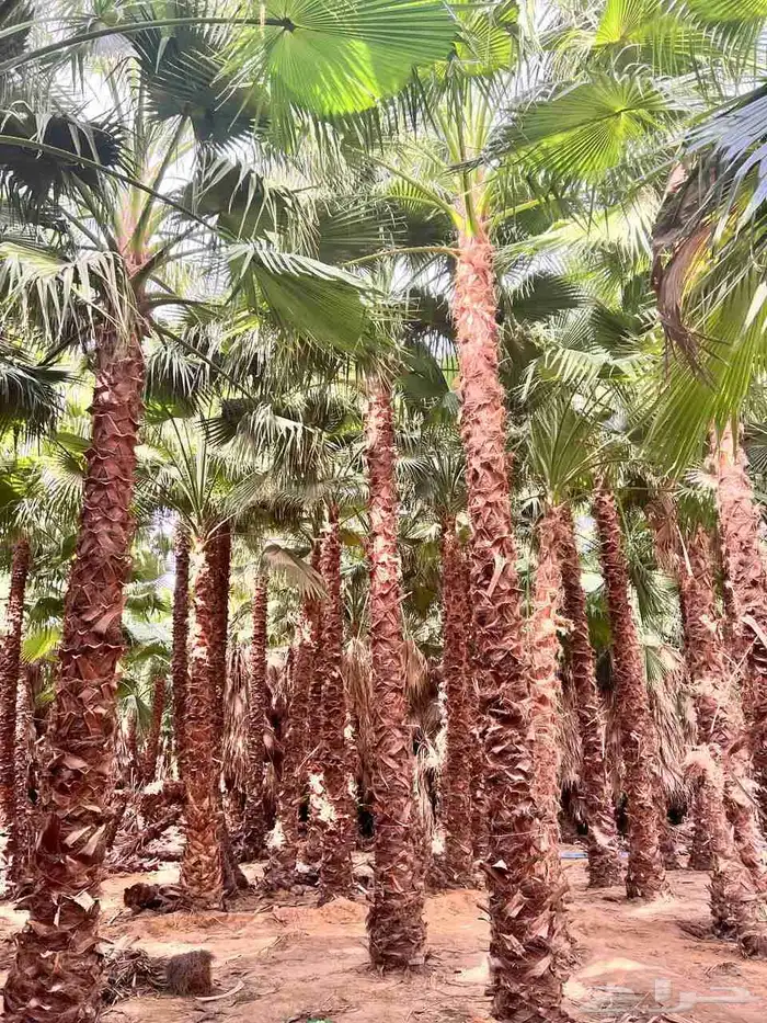 يوجد لدينا جميع انواع النخيل العربي وشنطني ج 3 050807466 2