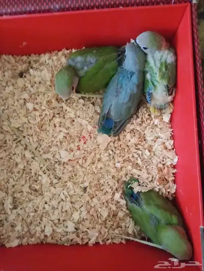 طير روز انثى للبيع على سوم ومعه اربع فروخ روز 1