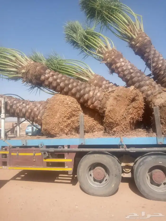 نخل عربي وواشنطني 3