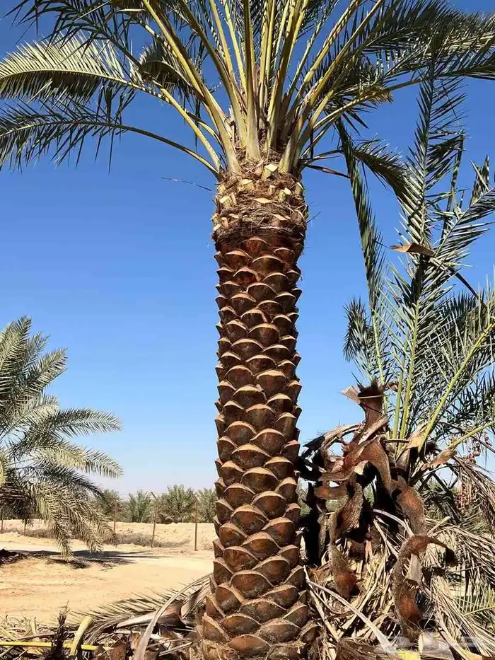 يوجد لدينا جميع انواع النخيل العربي وشنطني ج 3 050807466 4