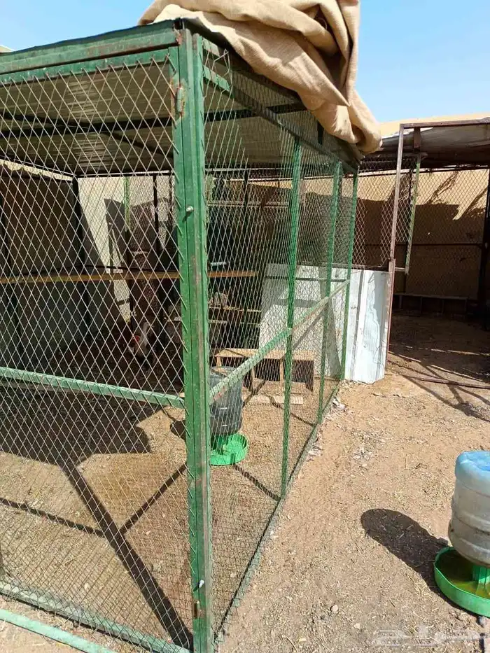 شبك بقلاوة مقاس 3 في 3 ارتفاع 2 نضيف مرة 0