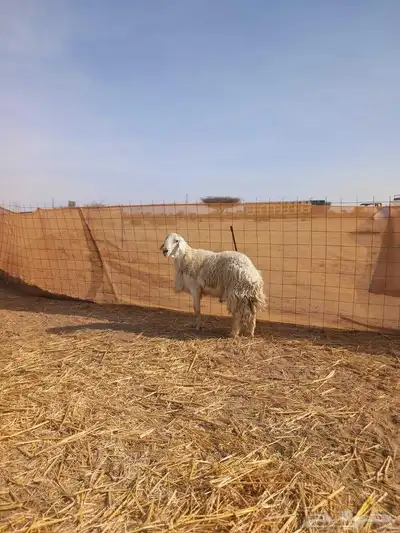 بسم الله مشاء الله افلح من ذكر الله للبيع ضان حريات حرش س 4