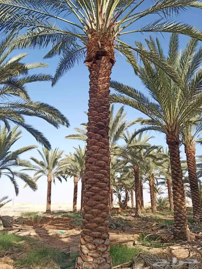 نقوم بتوريد أنخيل وغرسه واشنطن وعربي بجميع انواعها المقاسات 1