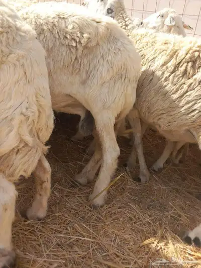 بسم الله مشاء الله افلح من ذكر الله للبيع ضان حريات حرش س 3