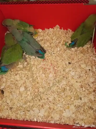 طير روز انثى للبيع على سوم ومعه اربع فروخ روز 0