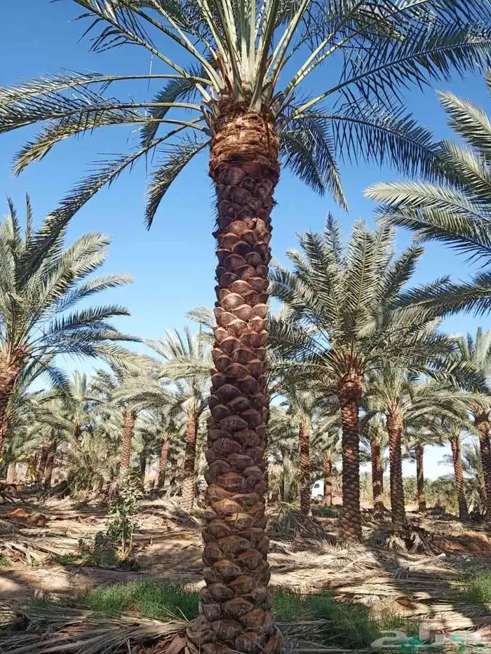 نقوم بتوريد أنخيل وغرسه واشنطن وعربي بجميع انواعها المقاسات 0
