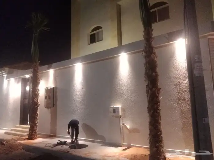 نخيل عربي واشنطني جميع المقاسات 9