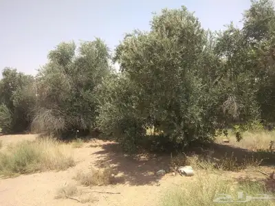 نخيل عربي واشنطني جميع المقاسات 7