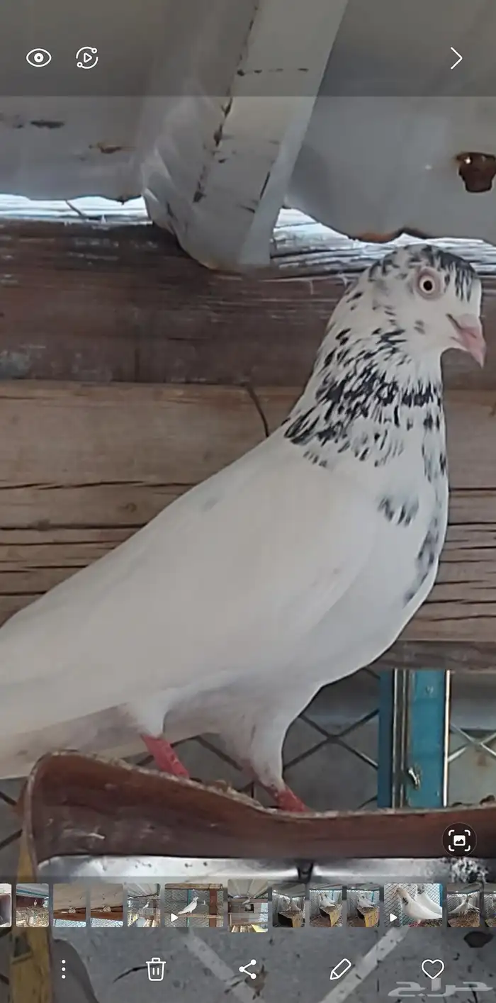 زوج تيدي جنسرا منتج وعلى الشرط صحه ومطير 2