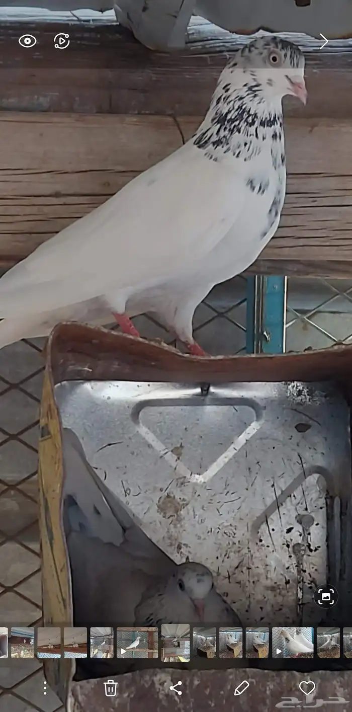 زوج تيدي جنسرا منتج وعلى الشرط صحه ومطير 3