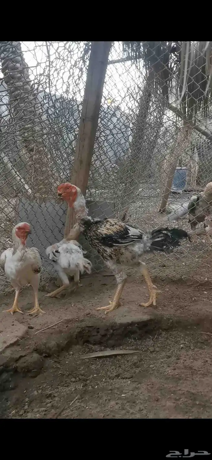 دجاج فارسي 0