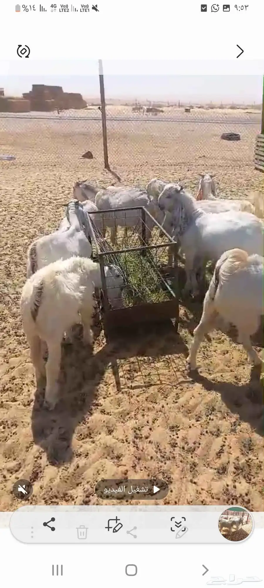 تيوس فل الفل 0
