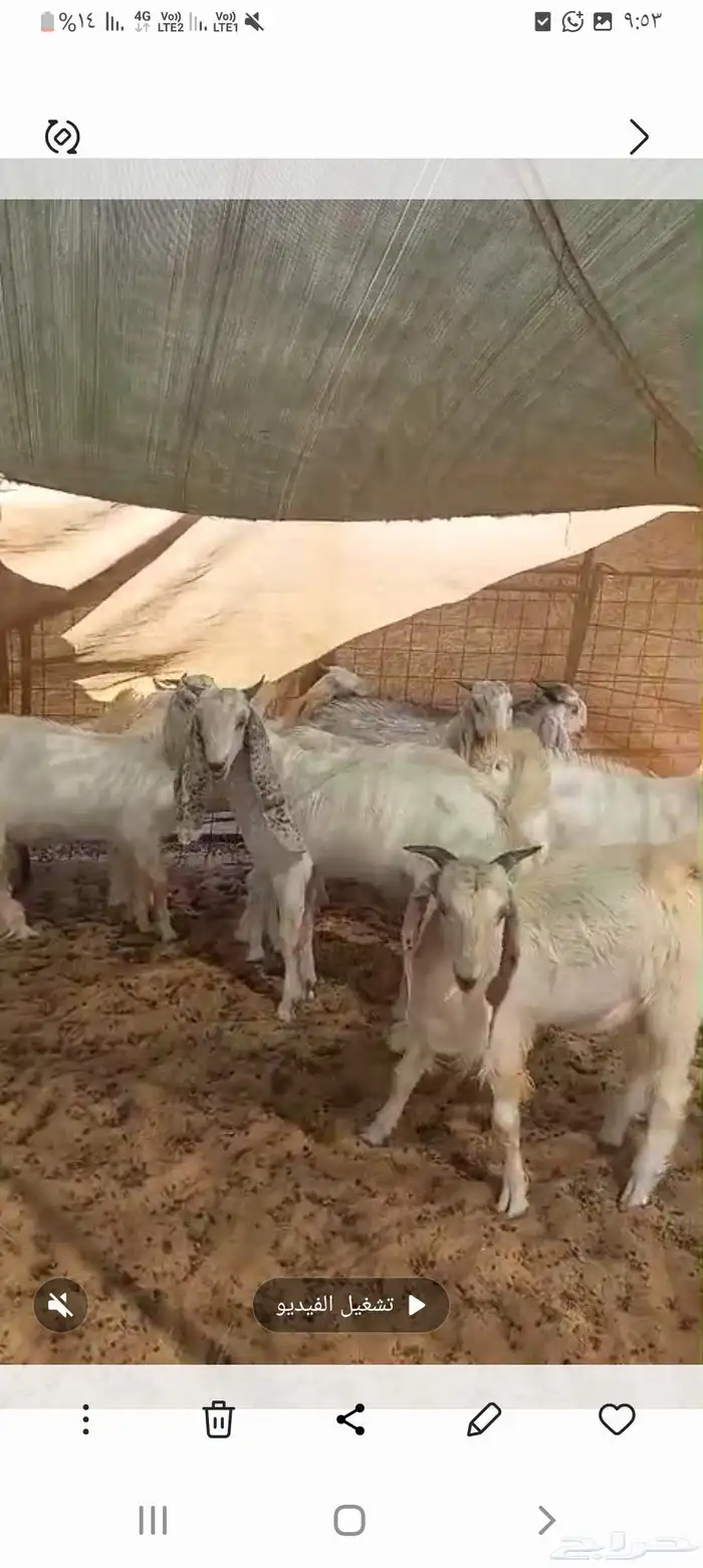 تيوس فل الفل 2