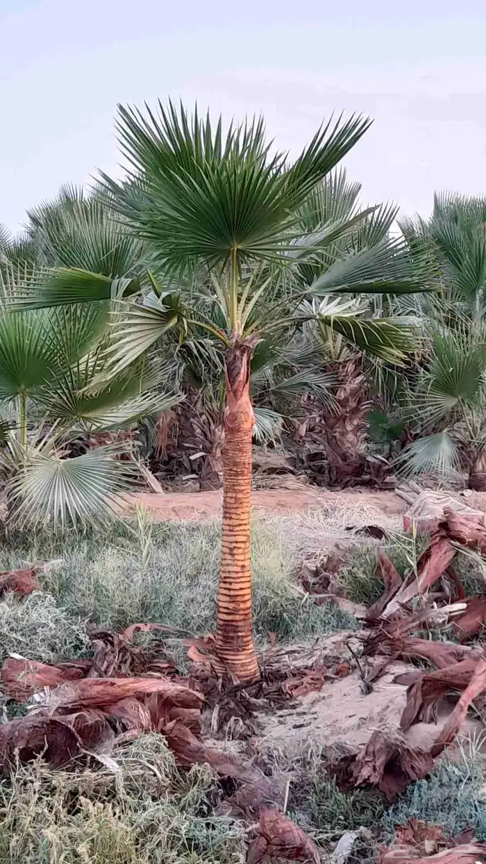 نخل زينه واشنطني وثيل طبيعي 5