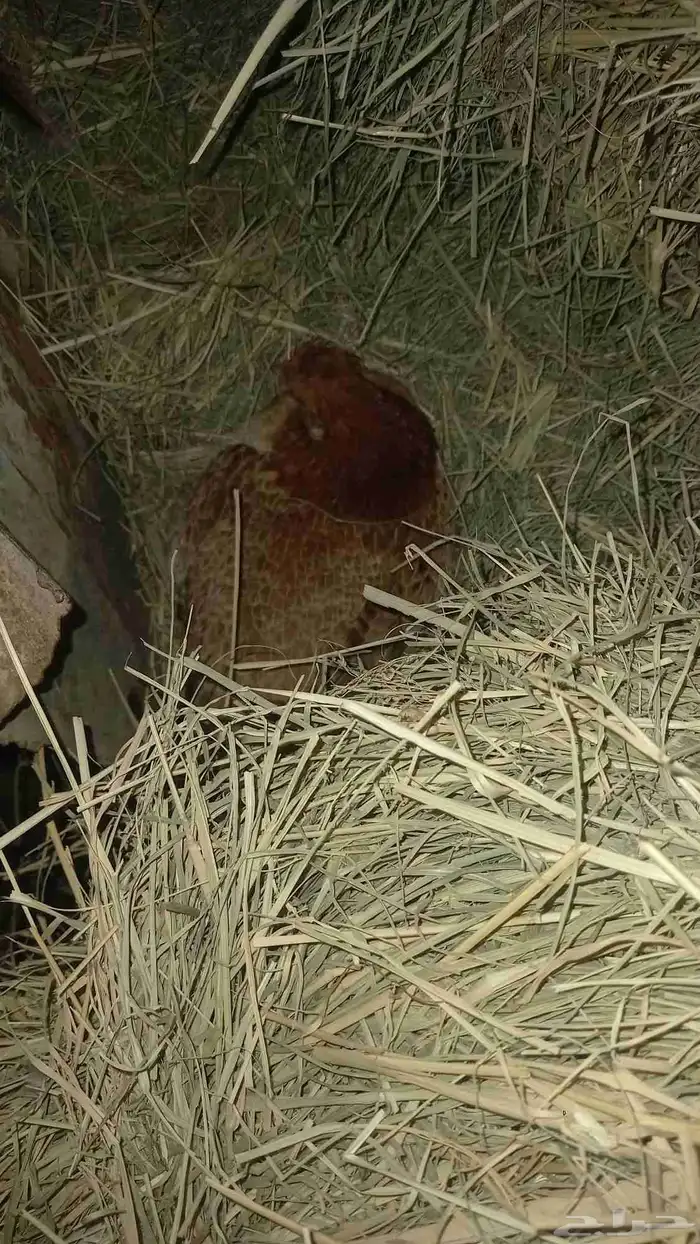 دجاج 3