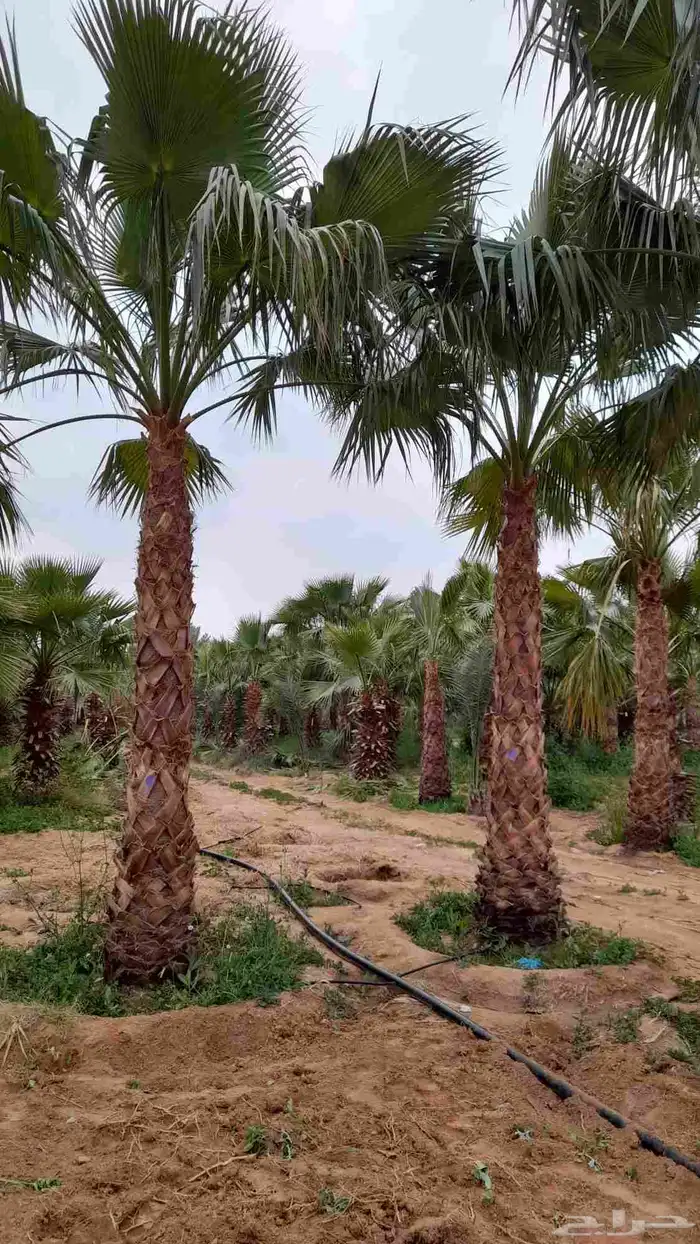 نخل زينه واشنطني وثيل طبيعي 0
