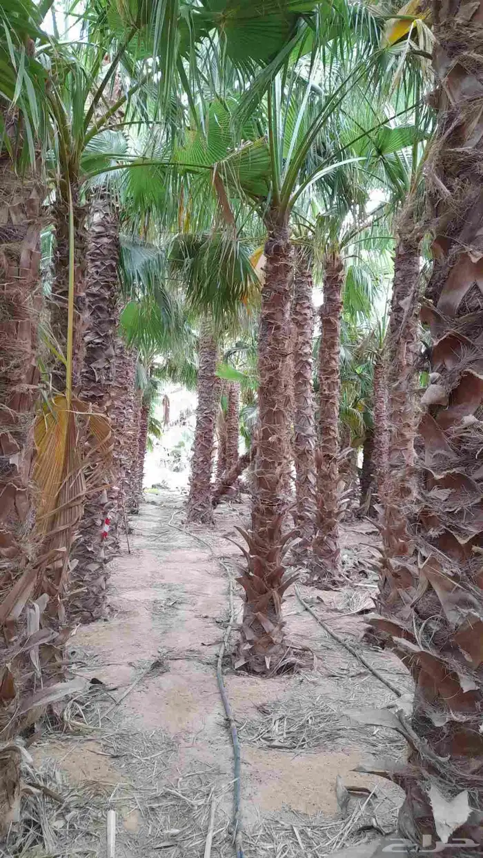 نخل زينه واشنطني وثيل طبيعي 4