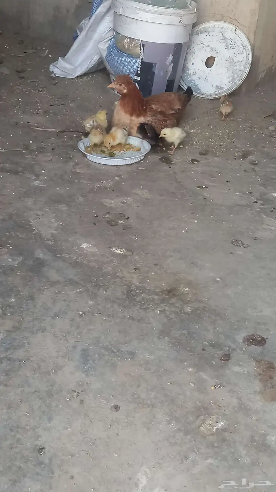 دجاج 2
