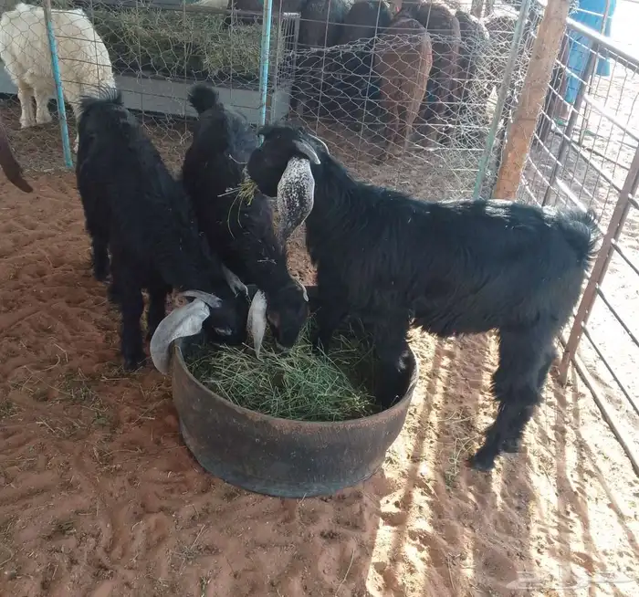 متوفر تيوس ذبايح طيبه 1