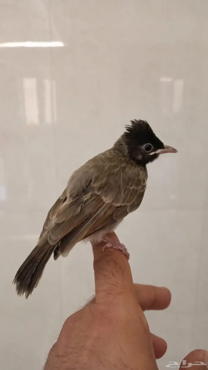 بلبول كشميري 0