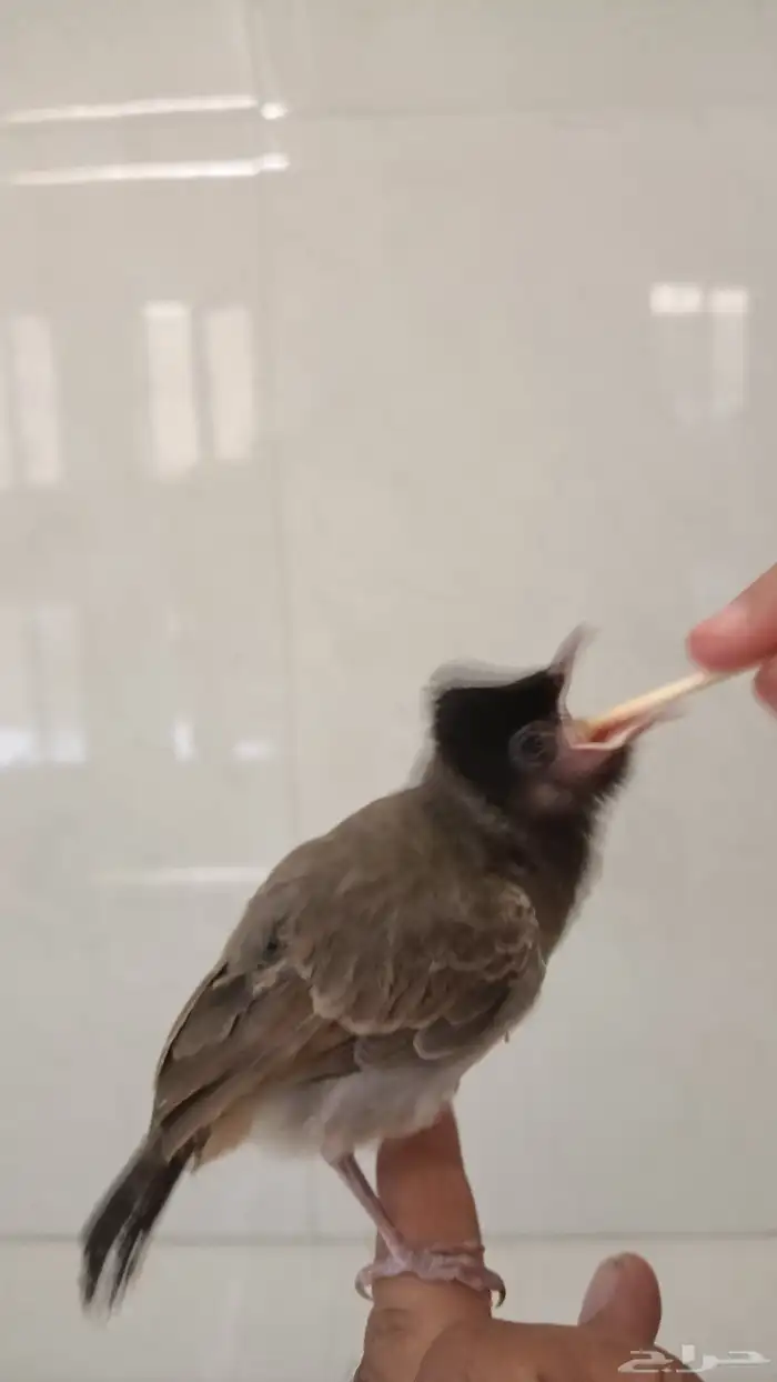 بلبول كشميري 3