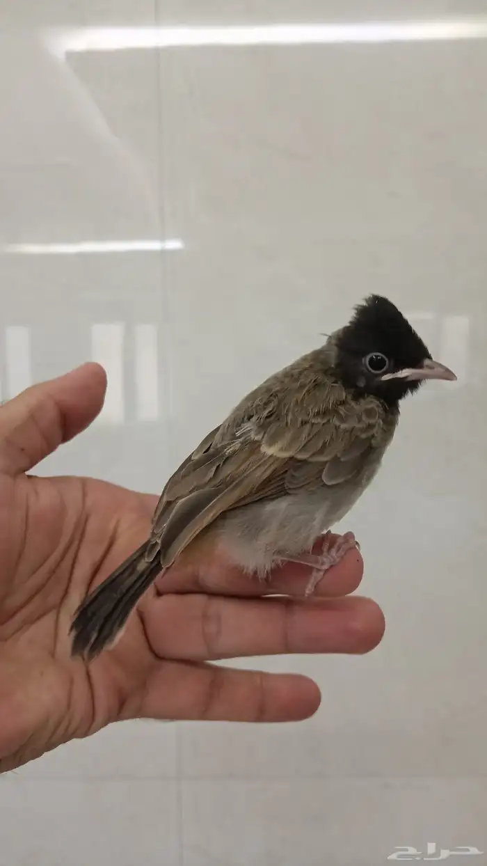 بلبول كشميري 2