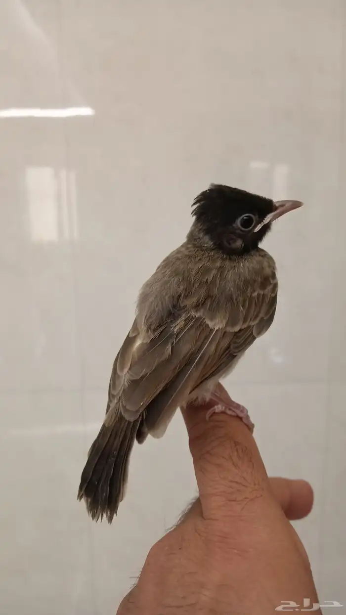 بلبول كشميري 4