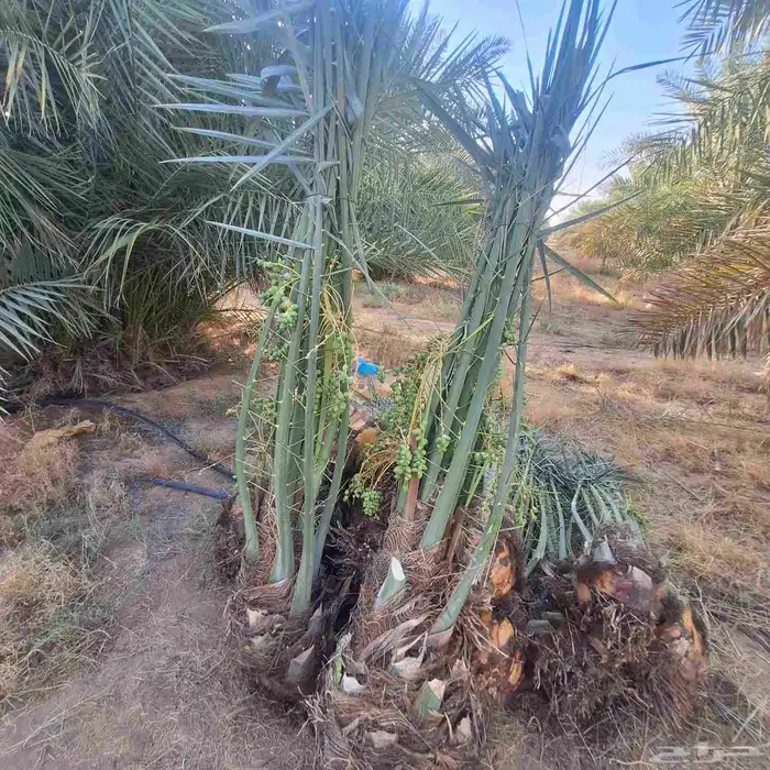 يتوفر الدينا نخيل عربي ممتاز الطلب حسب النوع المطلوب والمقاس 8