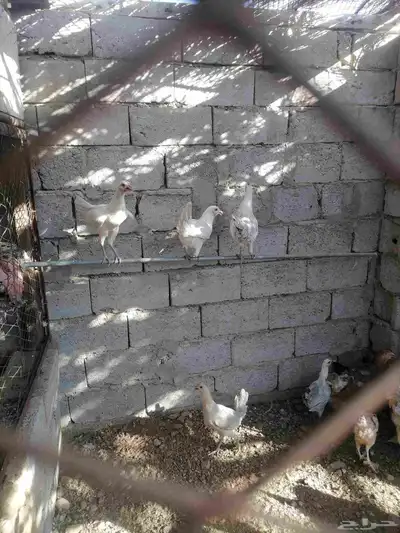 دجاج للبيع 5