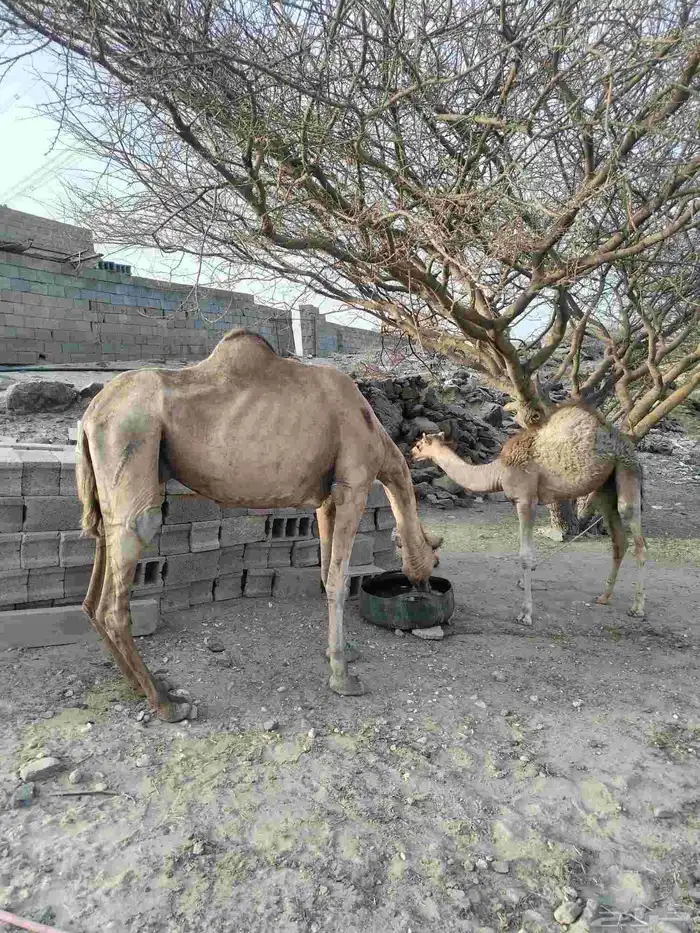 ناقه عليها قعوده 4