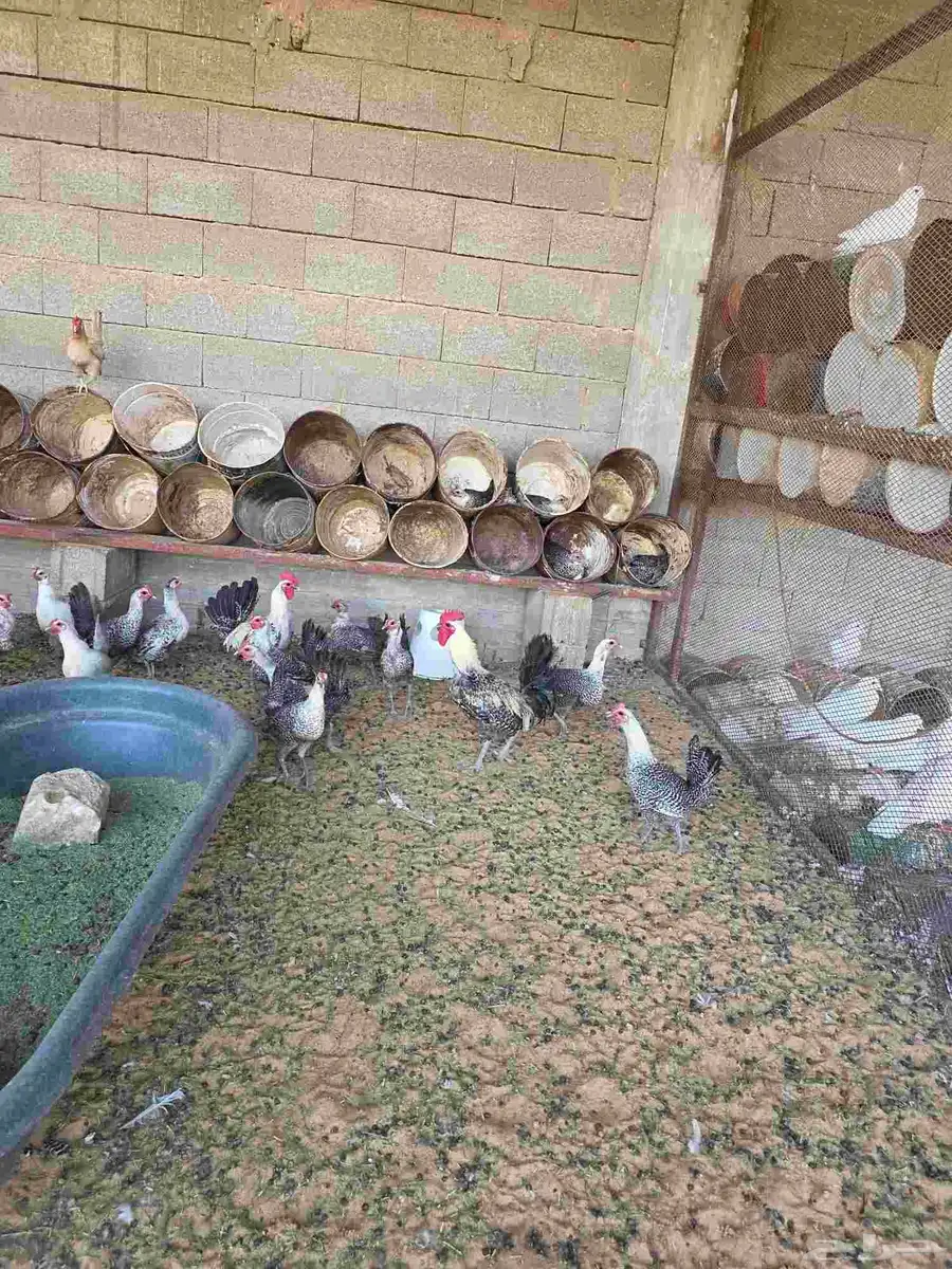 دجاج فيومي 1