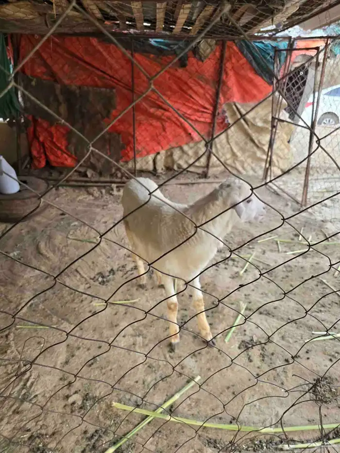 خروف عمره 5 شهور بصحه ممتاز 1