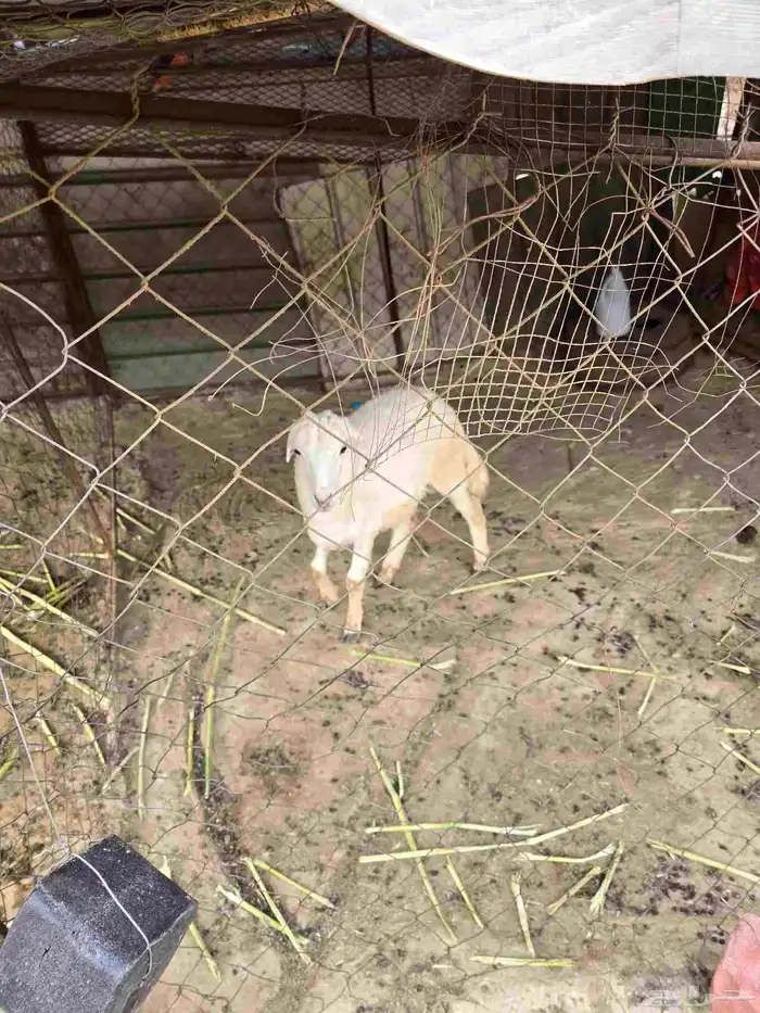 خروف عمره 5 شهور بصحه ممتاز 2