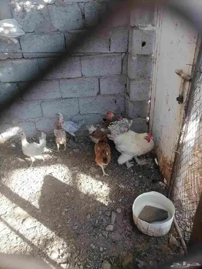 دجاج للبيع 4