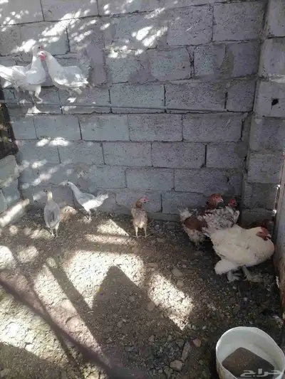 دجاج للبيع 3