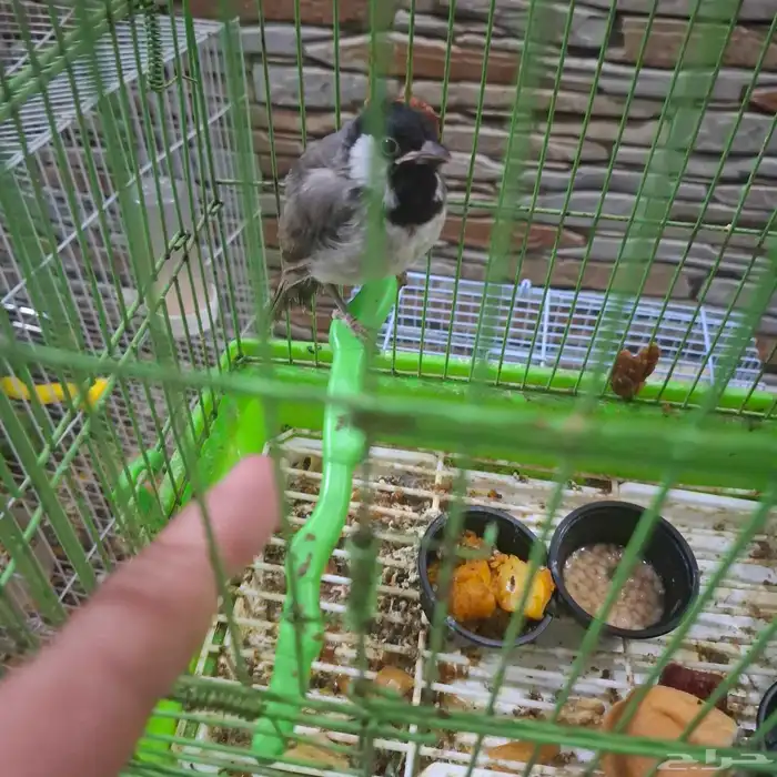 بلبول حساوي. دره هنديه. زوج رزو منتجين 1