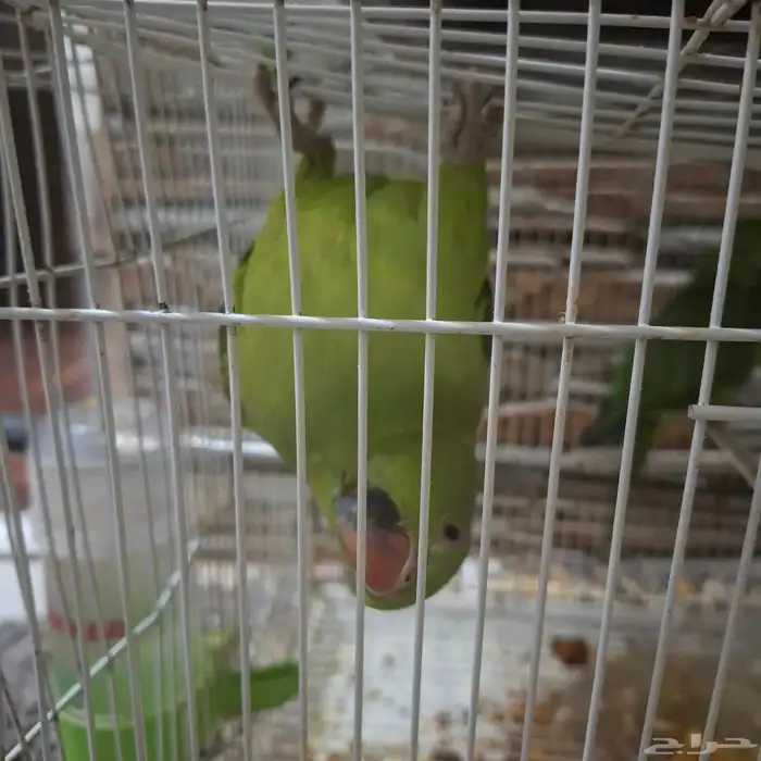 بلبول حساوي. دره هنديه. زوج رزو منتجين 7