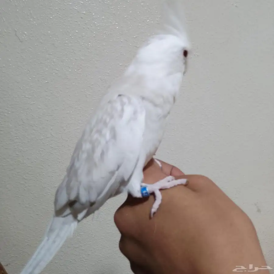 كروان 0