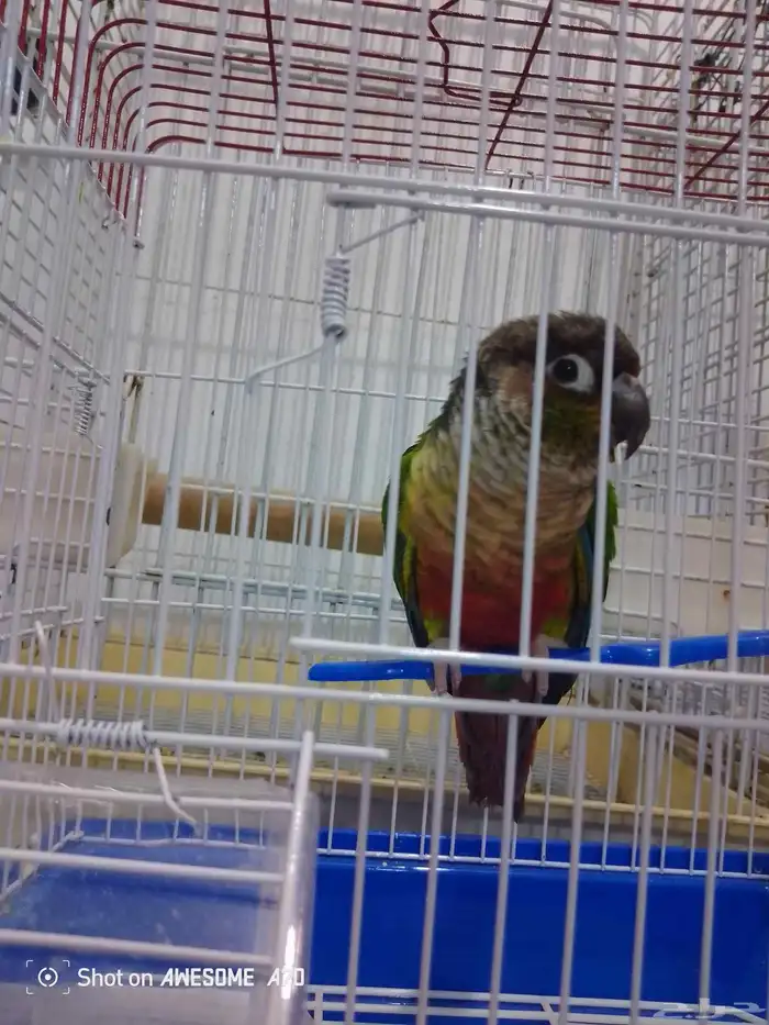 تم البيع انثى كنيور يولو سايد ردفكتورصبغه تم البيع 0