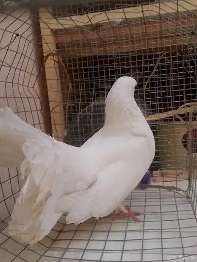 حمام شمسي على سوم 0