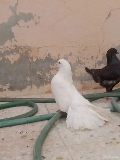 حمام شمسي على سوم 1