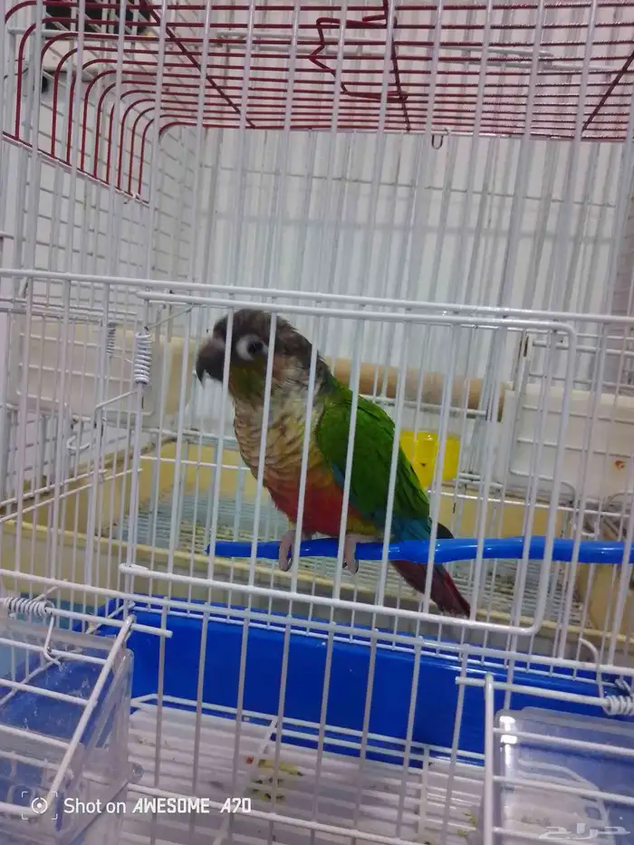 تم البيع انثى كنيور يولو سايد ردفكتورصبغه تم البيع 3