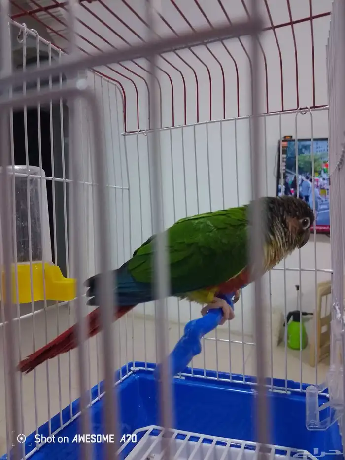 تم البيع انثى كنيور يولو سايد ردفكتورصبغه تم البيع 1