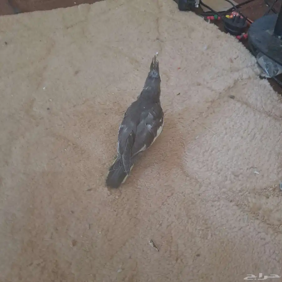 الدوادمي 0