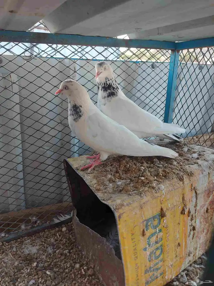 زوج تيدي جنسرا منتج وعلى الشرط صحه ومطير 1